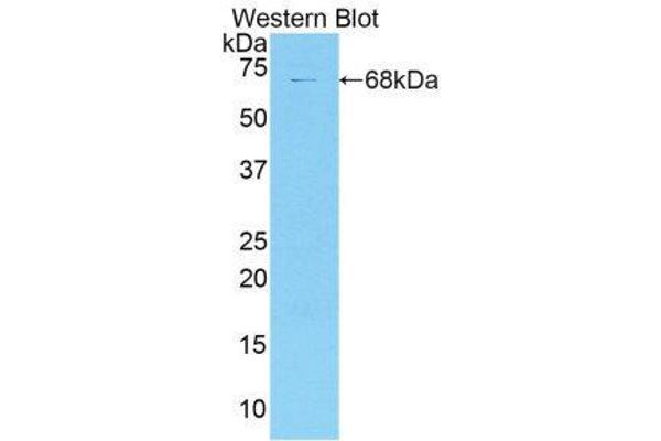 COL18 antibody  (AA 1072-1271)