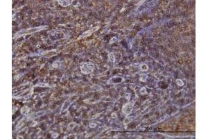 Image no. 1 for anti-Sorting Nexin 1 (SNX1) (AA 166-276) antibody (ABIN598935) (Sorting Nexin 1 antibody  (AA 166-276))
