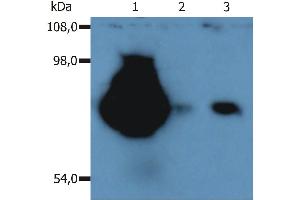 Western Blotting peripheral blood lymphocytes of various species using anti-CD44 (MEM-263). (CD44 antibody)