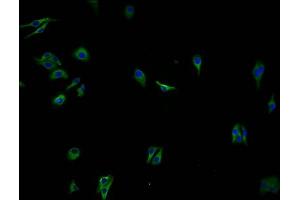 OR2A7 antibody  (AA 258-273)