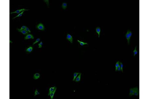 OR2A7 antibody  (AA 258-273)