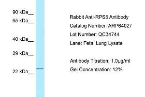 Western Blotting (WB) image for anti-Ribosomal Protein S5 (RPS5) (C-Term) antibody (ABIN2789702) (RPS5 antibody  (C-Term))