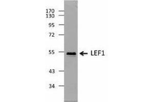 Western Blotting (WB) image for anti-Lymphoid Enhancer-Binding Factor 1 (LEF1) antibody (ABIN2666401) (LEF1 antibody)