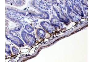IHC testing of FFPE mouse small intestine tissue with Periostin antibody at 1ug/ml. (Periostin antibody)