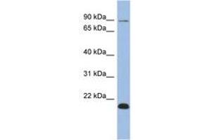 Image no. 1 for anti-Transcription Elongation Factor B Polypeptide 3B (Elongin A2) (TCEB3B) (AA 287-336) antibody (ABIN6742625) (TCEB3B antibody  (AA 287-336))