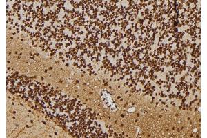 ABIN6277694 at 1/100 staining Rat brain tissue by IHC-P. (RBPJ antibody  (C-Term))