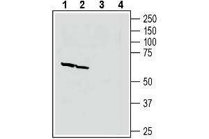 Western blot analysis of human SH-SY5Y neuroblastoma cell line lysate (lanes 1 and 3) and human  MG glioblastoma cell line lysate (lanes 2 and 4):1-2.