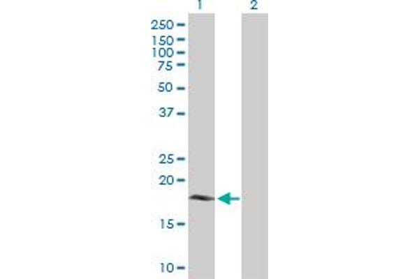 CYB5B antibody  (AA 1-146)