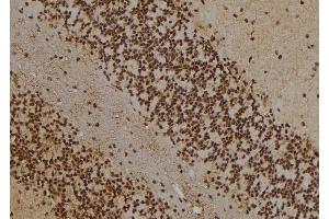 ABIN6277022 at 1/100 staining Rat brain tissue by IHC-P. (WDR5 antibody  (N-Term))