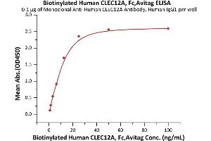 Immobilized Monoclonal A CLEC12A Antibody, Human IgG1 at 1 μg/mL (100 μL/well) can bind Biotinylated Human CLEC12A, Fc,Avitag (ABIN6973030) with a linear range of 0.