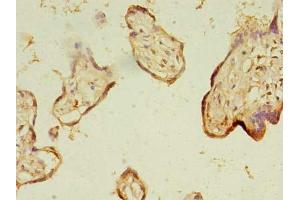 Immunohistochemistry of paraffin-embedded human placenta tissue using ABIN7164329 at dilution of 1:100 (NARS2 antibody  (AA 15-210))
