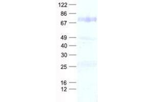 Validation with Western Blot (EIF3L Protein (His tag))