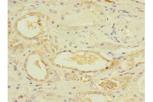 Immunohistochemistry of paraffin-embedded human kidney tissue using ABIN7174375 at dilution of 1:100