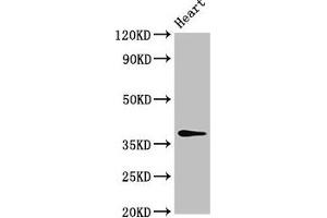 Western Blot Positive WB detected in: Rat heart tissue All lanes: MAT2B antibody at 4 μg/mL Secondary Goat polyclonal to rabbit IgG at 1/50000 dilution Predicted band size: 38, 37, 29, 35, 10 kDa Observed band size: 38 kDa (MAT2B antibody  (AA 85-143))