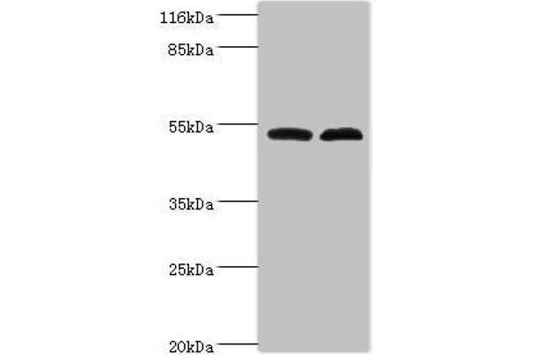 FAM114A2 Antikörper  (AA 1-505)