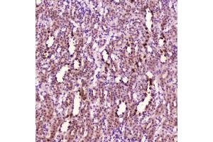 IHC testing of FFPE rat kidney tissue with Leptin antibody at 2ug/ml. (Leptin antibody  (AA 22-167))
