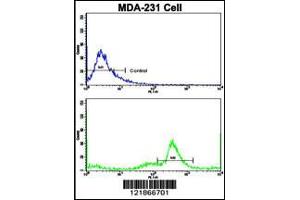 Flow cytometric analysis of MDA-231 cells using C5 Antibody (N-term)(bottom histogram) compared to a negative control cell (top histogram). (C5 antibody  (N-Term))