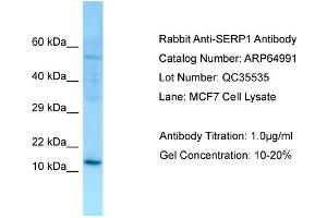 Western Blotting (WB) image for anti-Stress Associated Endoplasmic Reticulum Protein 1 (SERP1) (N-Term) antibody (ABIN2790014) (SERP1 antibody  (N-Term))