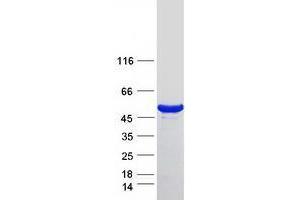 Validation with Western Blot (Diphthamide Biosynthesis 7 (DPH7) protein (Myc-DYKDDDDK Tag))