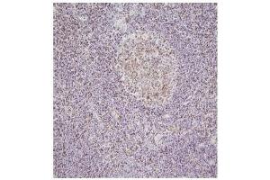 Immunohistochemistry This image shows paraffin-embedded human palatine tonsil tissue sample stained with anti-NPM antibody(5E3) at 1:100 dilution.