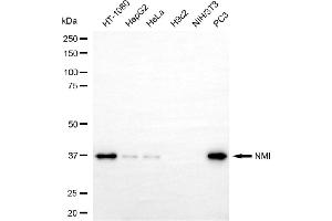 Western blotting analysis using NMI antibody (ABIN7799535). (Recombinant NMI antibody)