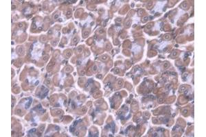 IHC-P analysis of Mouse Stomach Tissue, with DAB staining. (PDX1 antibody  (AA 1-284))