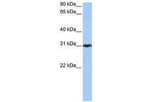 PRDX3 antibody used at 0. (Peroxiredoxin 3 antibody  (N-Term))