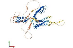 AlphaFold protein structure predicition of Human Recombinant KCNA5 Protein, UniprotID P22460