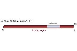 Image no. 2 for anti-Friend Leukemia Virus Integration 1 (FLI1) antibody (ABIN967451) (FLI1 antibody)