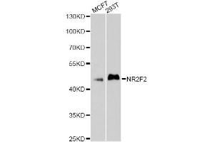 Western blot analysis of extracts of various cell lines, using NR2F2 antibody. (NR2F2 antibody)