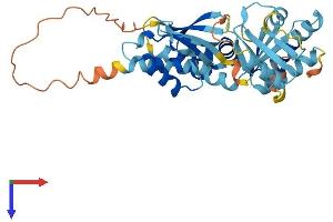 RNA Binding Motif Protein 43 (RBM43) (AA 1-343) protein (His tag)