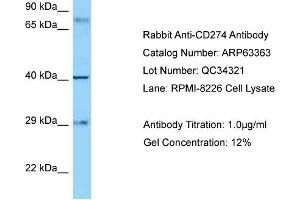 Western Blotting (WB) image for anti-CD274 (PD-L1) (C-Term) antibody (ABIN2789466) (PD-L1 antibody  (C-Term))