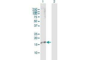 Western Blot analysis of IL23A expression in transfected 293T cell line by IL23A MaxPab polyclonal antibody. (IL23A antibody  (AA 1-189))