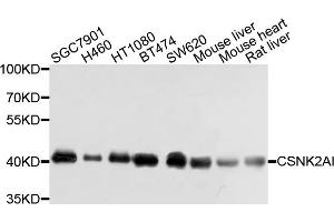 Western blot analysis of extracts of various cell lines, using CSNK2A1 antibody (ABIN4903390) at 1:1000 dilution. (CSNK2A1/CK II alpha antibody)
