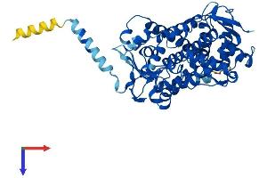 AlphaFold protein structure predicition of Mouse Recombinant Cyp2j5 Protein, UniprotID O54749 (CYP2J5 Protein (AA 1-501) (His tag))