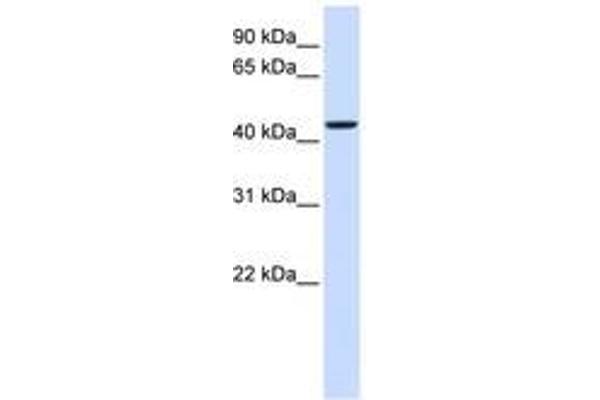 NIPA2 antibody  (AA 180-229)