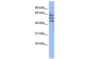 Image no. 1 for anti-Coiled-Coil Domain Containing 174 (CCDC174) (AA 215-264) antibody (ABIN6744101) (CCDC174 antibody  (AA 215-264))