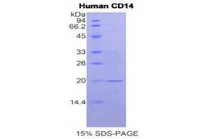 SDS-PAGE (SDS) image for CD14 (CD14) (AA 125-288) protein (His tag) (ABIN2120811)