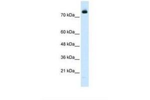 Image no. 1 for anti-Zinc Finger Protein 261 (ZMYM3) (N-Term) antibody (ABIN324360) (ZMYM3 antibody  (N-Term))