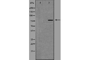 Western blot analysis of extracts from HepG2 cells using SLCO1A2 antibody. (SLCO1A2 antibody  (Internal Region))