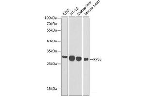 RPS3 antibody