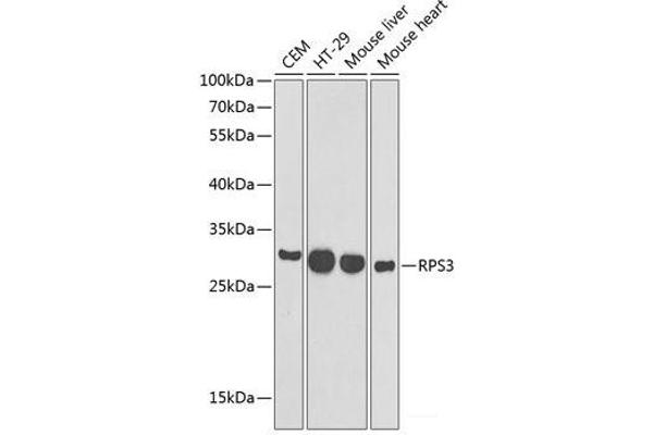 RPS3 antibody