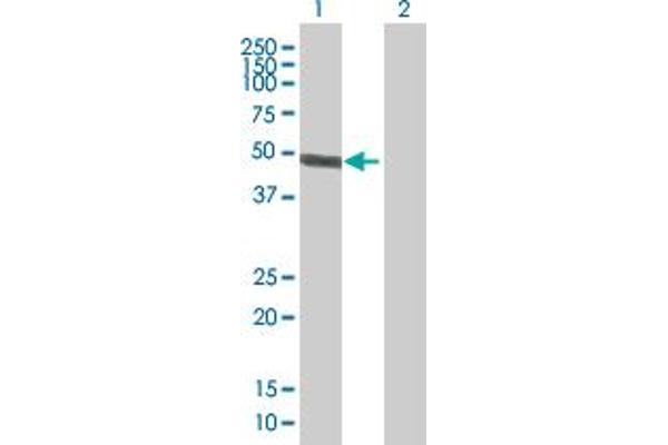 ACTR10 antibody  (AA 1-417)