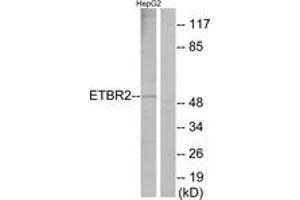 Western Blotting (WB) image for anti-G Protein-Coupled Receptor 37 Like 1 (GPR37L1) (AA 1-50) antibody (ABIN2890820)