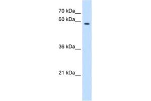 Western Blotting (WB) image for anti-MPN Domain Containing (MPND) antibody (ABIN2463091) (MPND antibody)