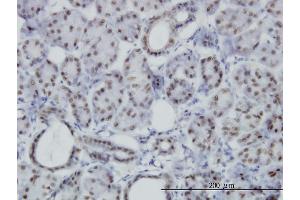Immunoperoxidase of monoclonal antibody to PBX3 on formalin-fixed paraffin-embedded human salivary gland. (PBX3 antibody  (AA 342-434))