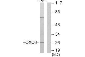 Western Blotting (WB) image for anti-Homeobox C6 (HOXC6) (C-Term) antibody (ABIN1849128) (Homeobox C6 antibody  (C-Term))