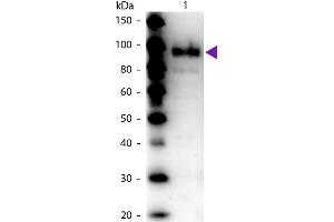 Western Blot of Rabbit Anti-Phospho Enol Pyruvate (PEP) Carboxylase antibody. (PCK1 antibody)