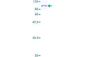 COG7 Protein (AA 1-770) (GST tag)