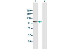 Western Blot analysis of MAP3K7IP2 expression in transfected 293T cell line by MAP3K7IP2 MaxPab polyclonal antibody. (TAB2 antibody  (AA 1-693))